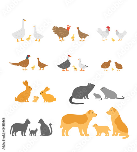 big set of farm animals. birds  rodents and pets. goose  chicken  turkey  pheasant  duck  rabbit  nutria  cat  dog. flat style