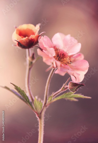 Kuklik MaiTai - Geum