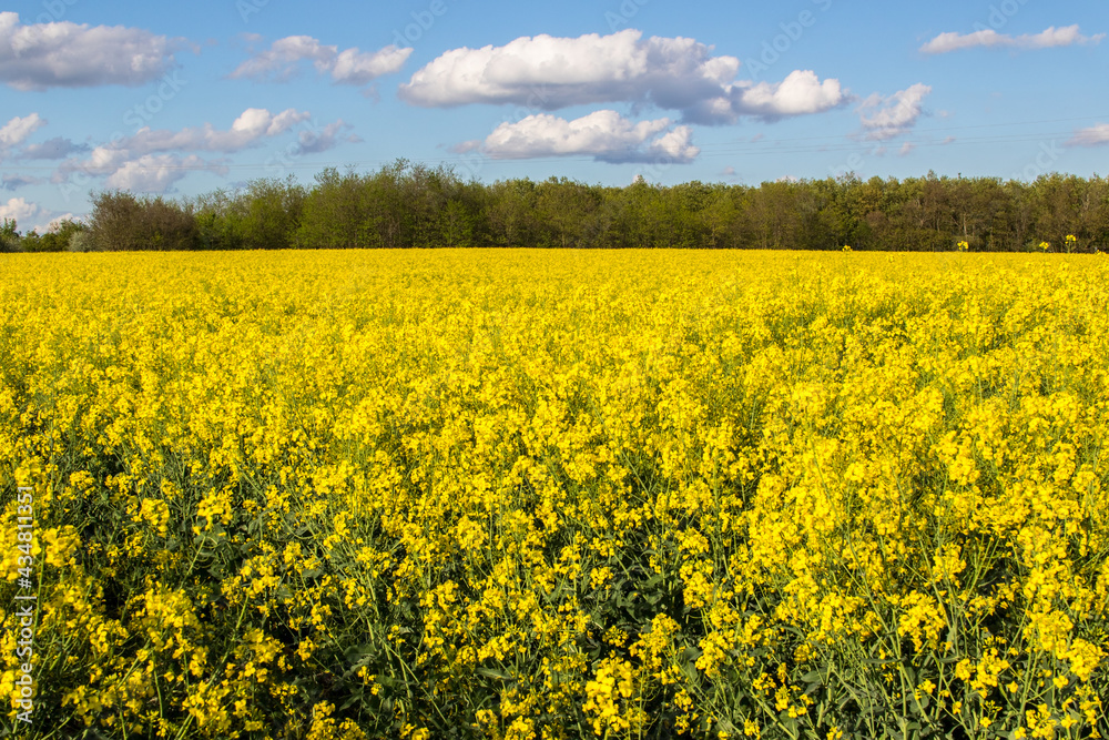 Huge yellow rapeseed field in countryside with cloudy, blue sky in the background Huge yellow rapeseed field in countryside with cloudy, blue sky in the background