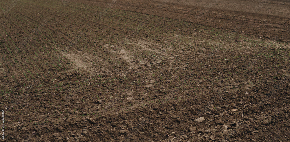 tiny leaves of wheat growing from soil tiny leaves of wheat growing from soil