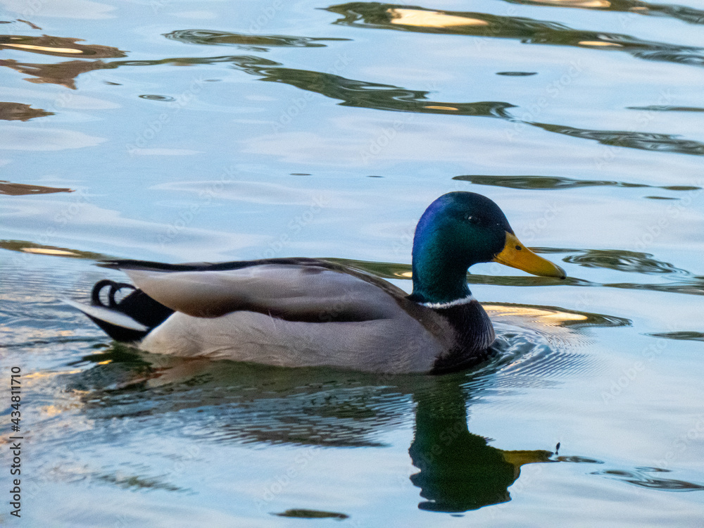 Obraz premium Anade Real