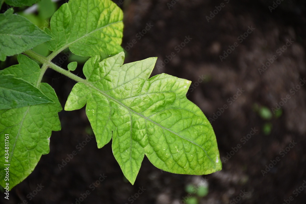 A disease-damaged tomato leaf with white spots in close-up. Diseases of young tomatoes in the greenhouse. A disease-damaged tomato leaf with white spots in close-up. Diseases of young tomatoes in the greenhouse.