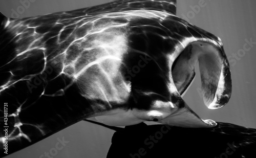 Foto Manta ray close up in the Maldives black and white