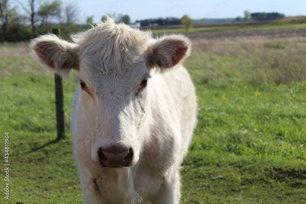 White Cow in pasture