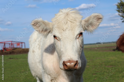 White Cow with blue sky