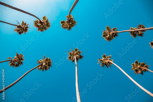 Palm trees