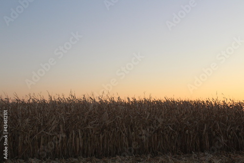 Corn field sunset