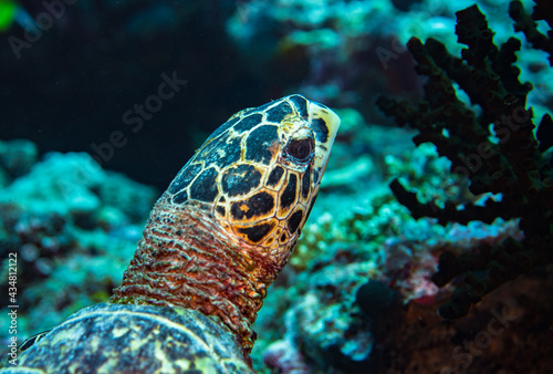 Turtle head close up in the Maldives