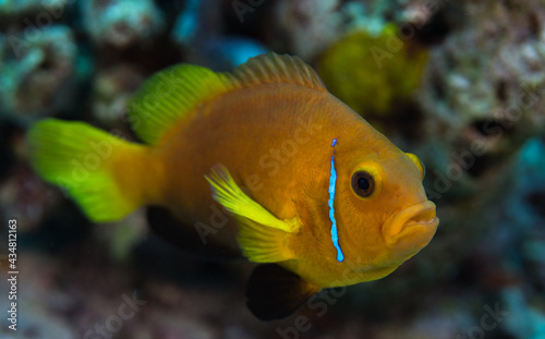 Yellow clownfish in the Maldives