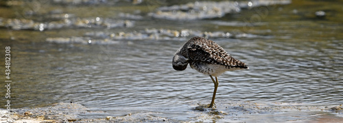 Knutt  // Red Knot (Calidris canutus)  photo