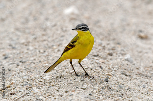 Black-headed wagtail - female // weibliche Maskenschafstelze (Motacilla feldegg, Motacilla flava feldegg) - Milos, Greece photo