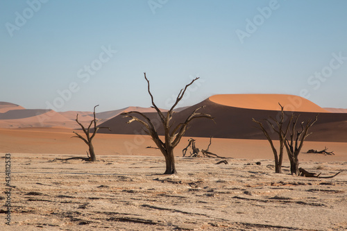 different perspective of group of dead trees of dead vlei in beautiful light setting in front of  sossusveil famous red dunes 