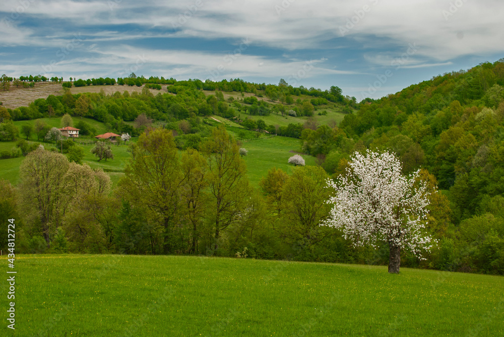 Obraz premium Blossomed apple tree on countryside rural landscape as spring nature background