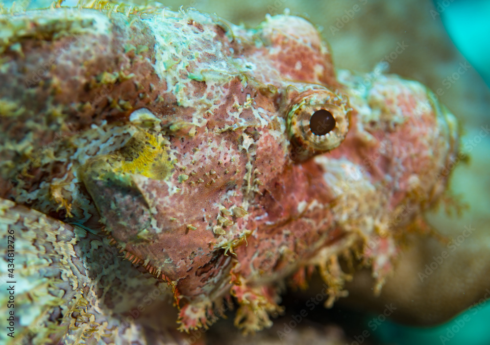 Scorpionfish close up the Maldives
