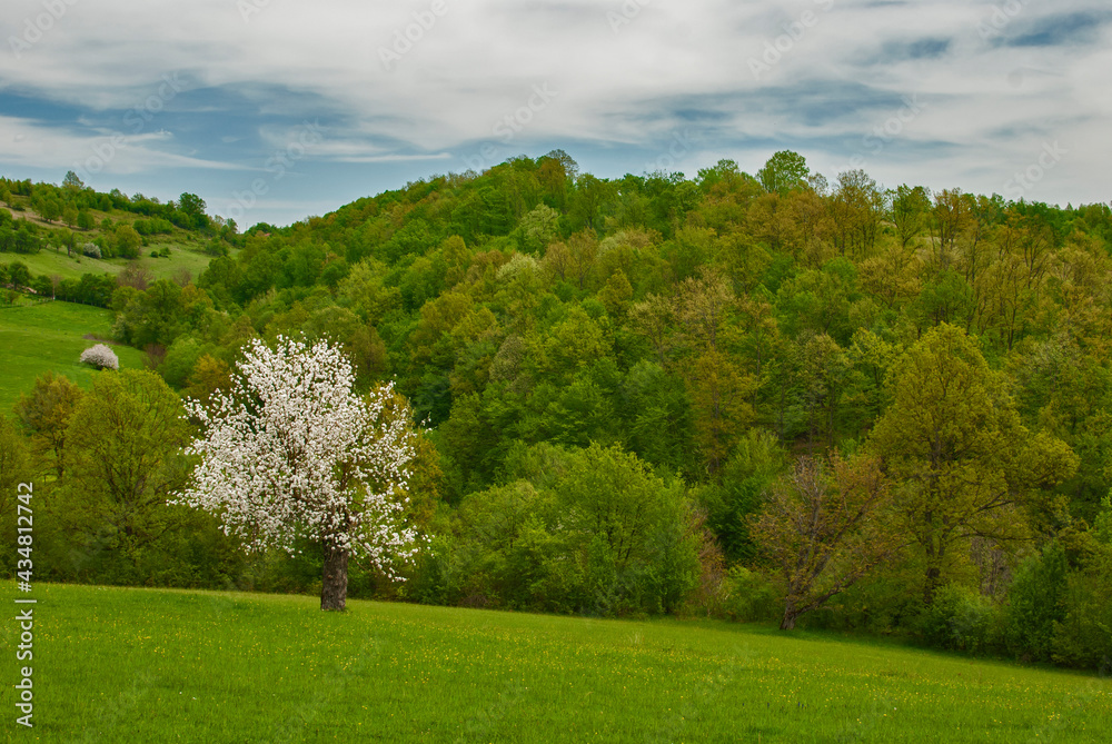 Obraz premium Blossomed apple tree on countryside rural landscape as spring nature background