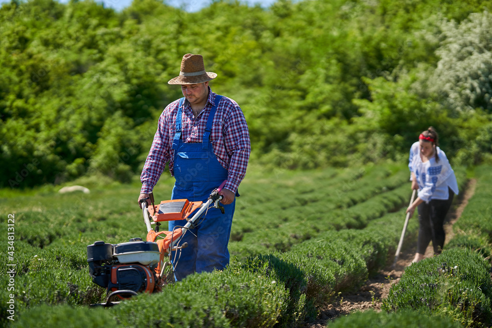 Farmers family weeding the lavender field