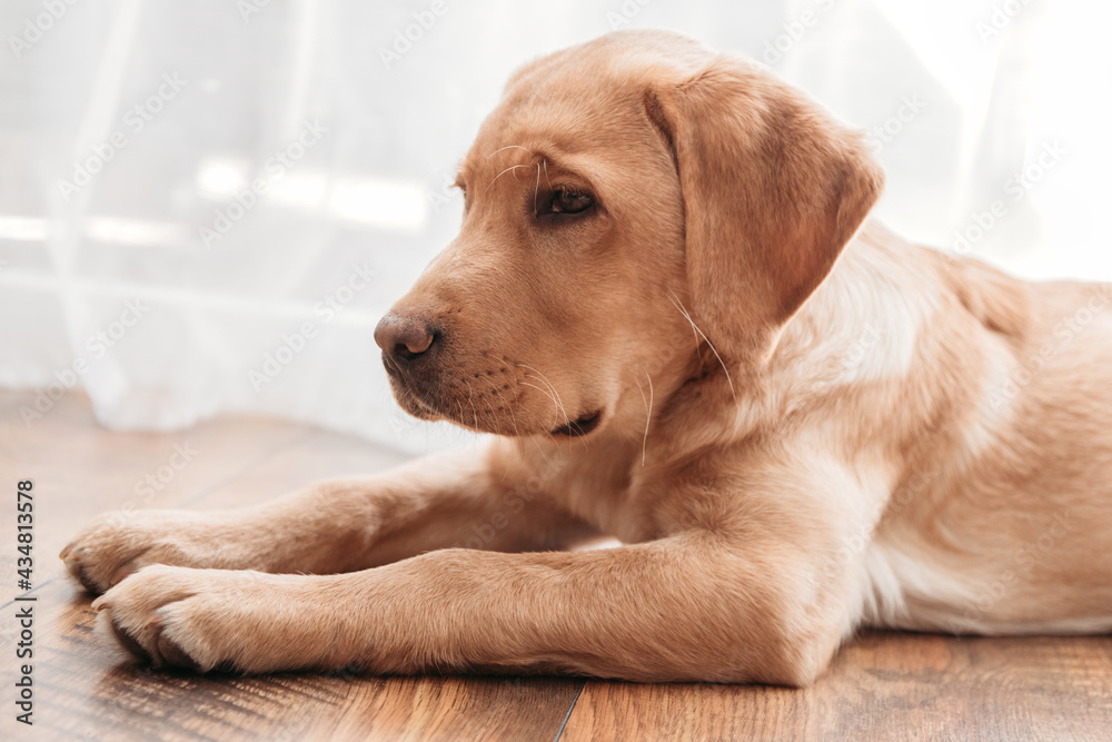 Close-up A beige labrador retriever puppy lies on the floor next to the chair. Adorable pets. Keeping and caring for animals at home.