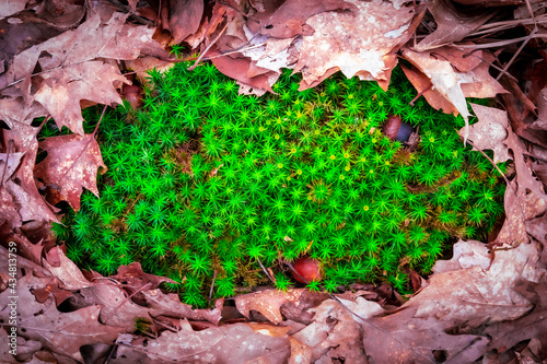Close-up view of a patch of fresh, green common haircap moss surrounded by leaves and found in a German forest photo