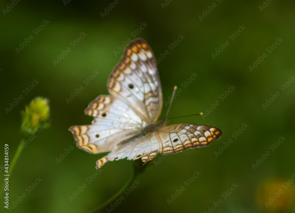 Obraz premium mariposa