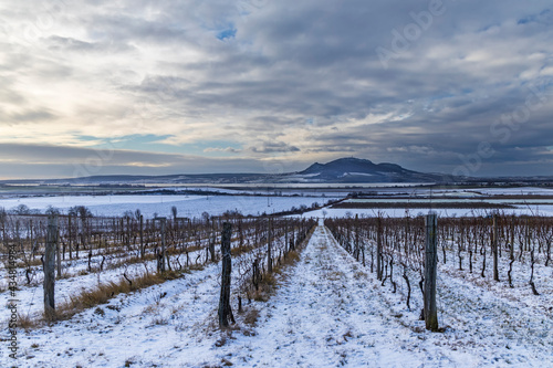 Winter vineyards under Palava near Sonberk, South Moravia, Czech Republic © Richard Semik