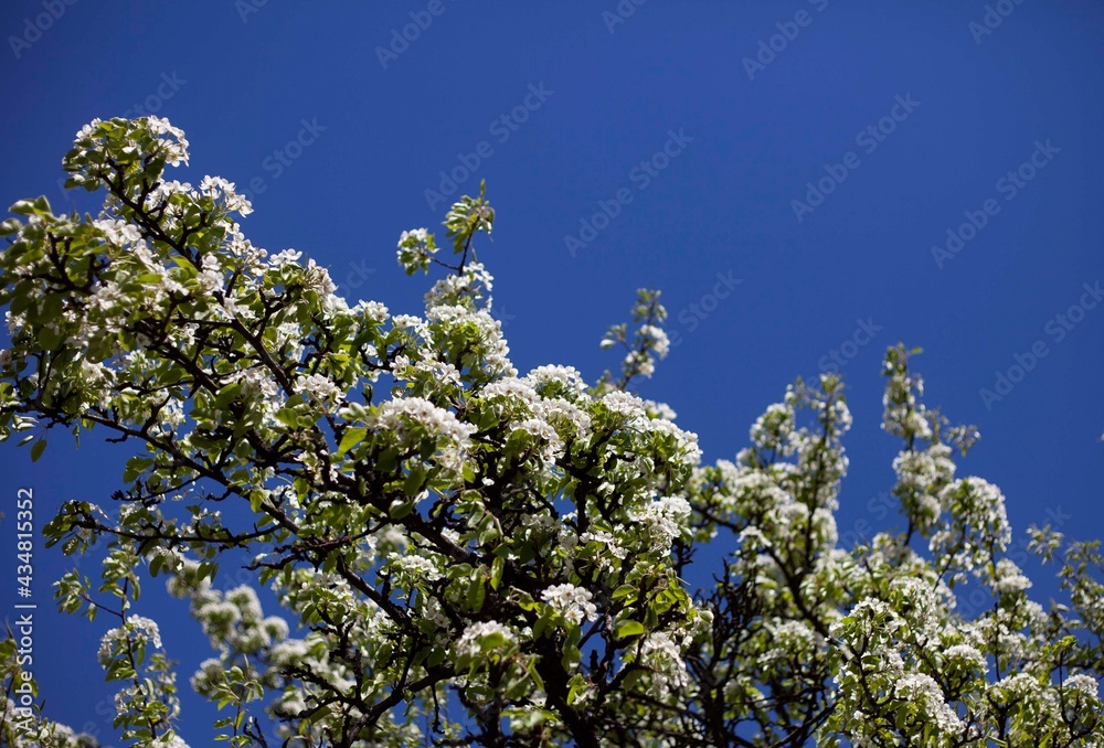 Blooming pear branch against the blue sky Blooming pear branch against the blue sky
