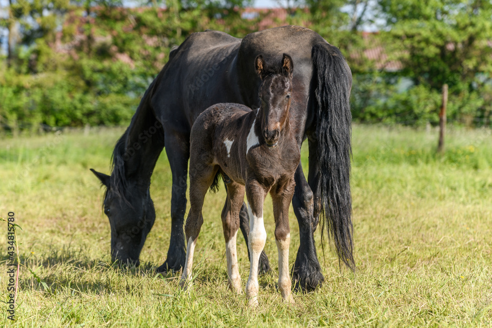Foal with its mother in a pasture. Foal with its mother in a pasture.