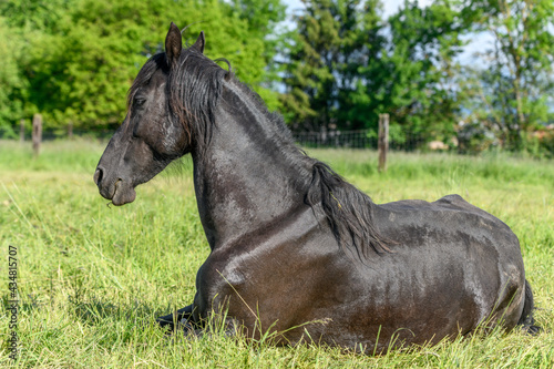 Portrait of a large black horse lying in a pasture in spring.