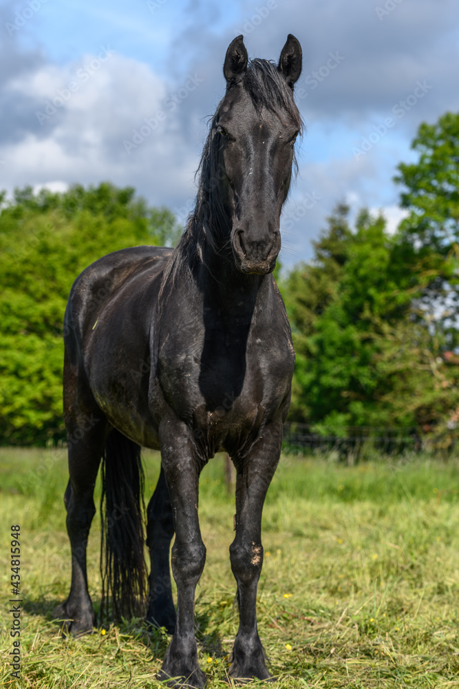 Portrait of a large black horse in a pasture in spring. Portrait of a large black horse in a pasture in spring.