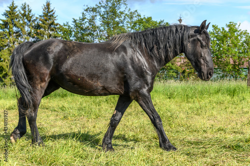 Portrait of a large black horse in a pasture in spring.