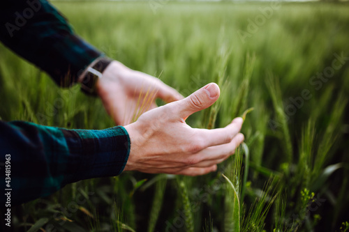 Spikelets of wheat in hands. The man is holding wheat. Green wheat field. Spring landscape. Hand of a farmer touching ripening wheat ears in early summer. © Konstantin Zibert
