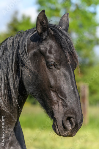 Portrait of a large black horse  in a pasture in spring. © bios48