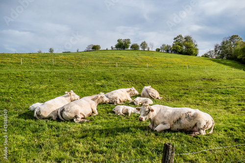 Kühe und Kälber liegen auf der Weide