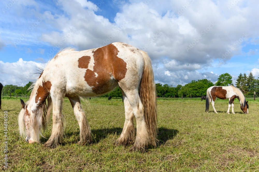 Irish cob horses in a pasture.