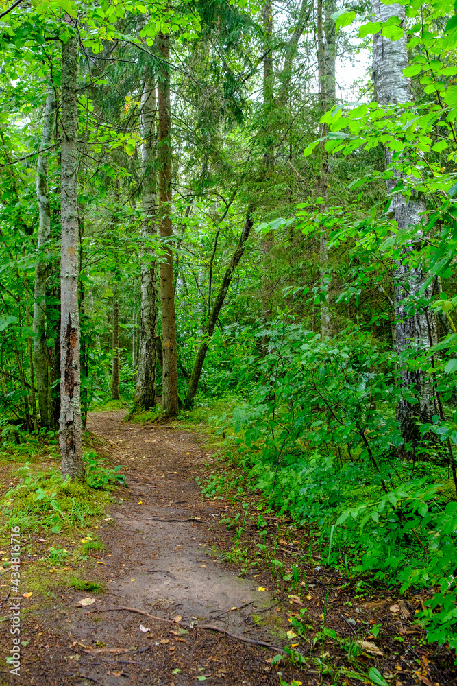 narrow countryside forest road with gravel surface narrow countryside forest road with gravel surface