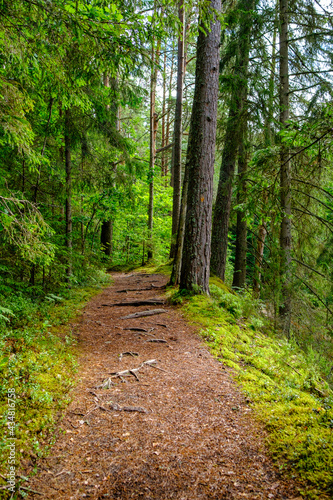 narrow countryside forest road with gravel surface