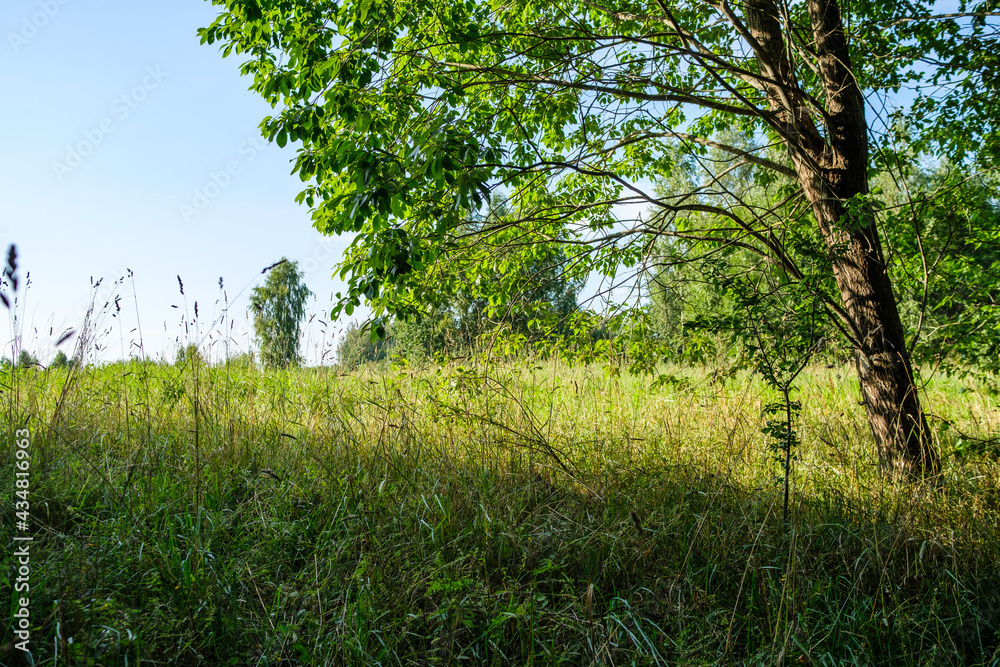 green fresh summer forest with tree trunks, stomps and grass green fresh summer forest with tree trunks, stomps and grass