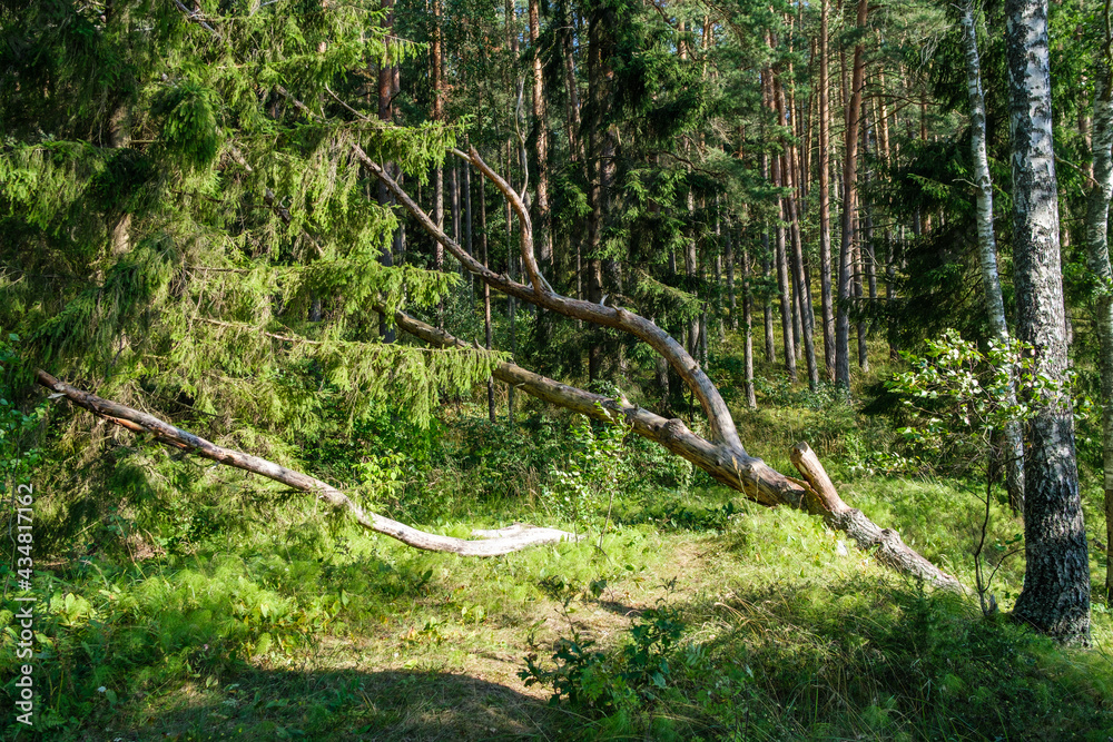 Obraz premium green fresh summer forest with tree trunks, stomps and grass