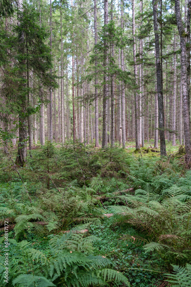 Fototapeta premium green fresh summer forest with tree trunks, stomps and grass