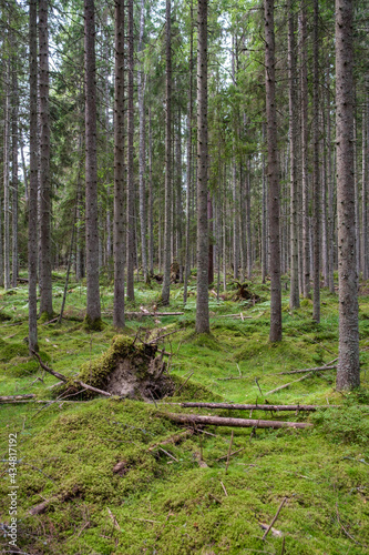 green fresh summer forest with tree trunks  stomps and grass