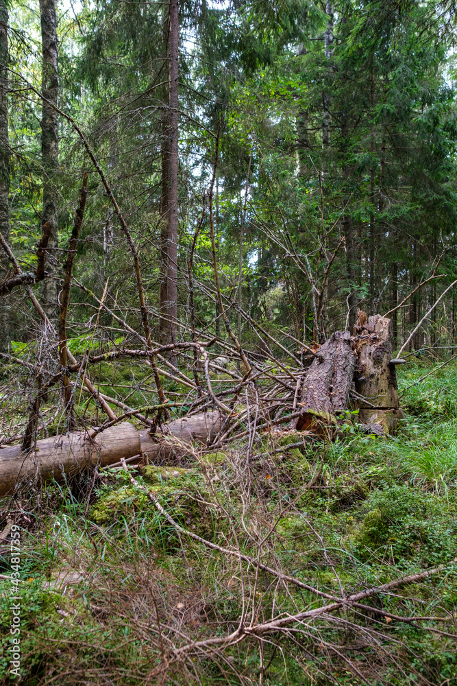 green fresh summer forest with tree trunks, stomps and grass