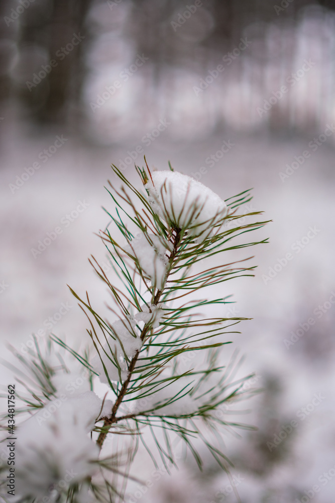 Naklejka premium winter forest scene texture. trees covered in snow