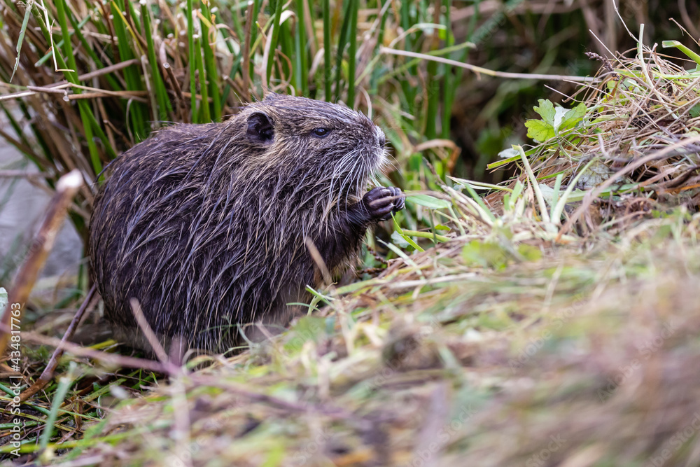 Nutria 19 Nutria 19