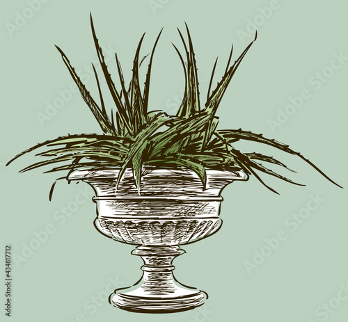 Vector drawing of agave cactus in decorative vase