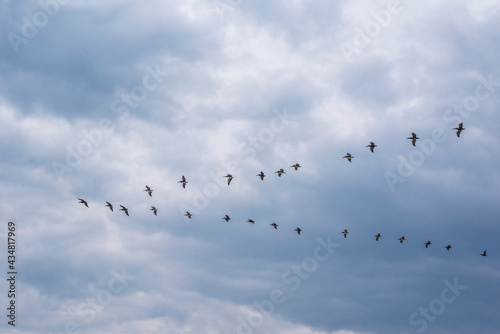 Pelicans Flying in V Formation