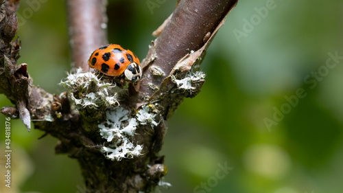 close up macro with blurry green background of a dotted ladybug on branches of a currant plant