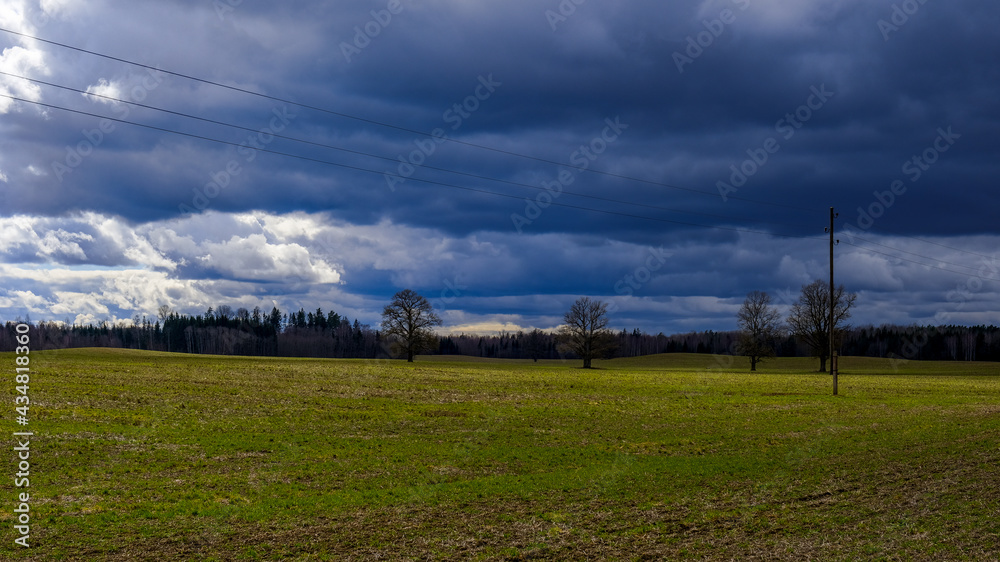 spring summer fields in countryside with forest in background