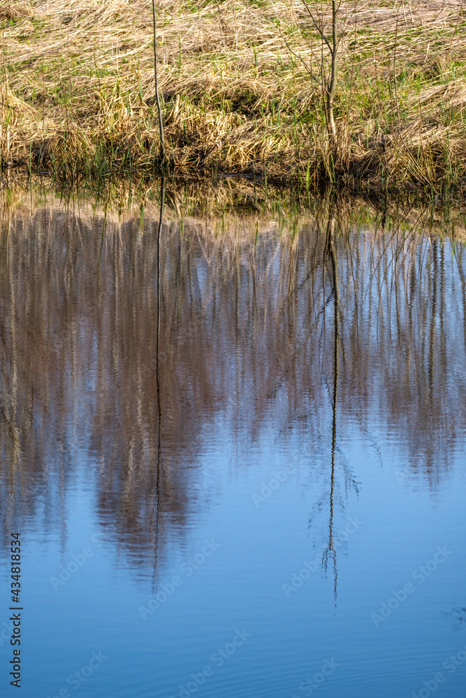 trees by the water with sky reflections trees by the water with sky reflections