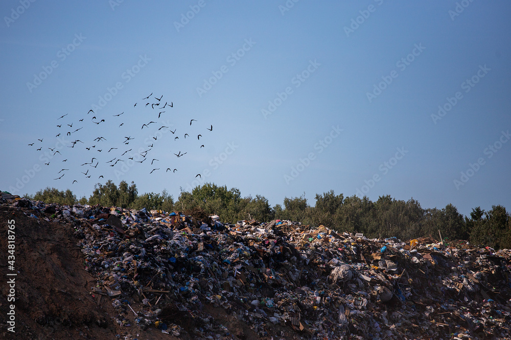 flocks of birds at the landfill. the landfill of dirty household waste pollutes the environment. the environmental problem of garbage dumps