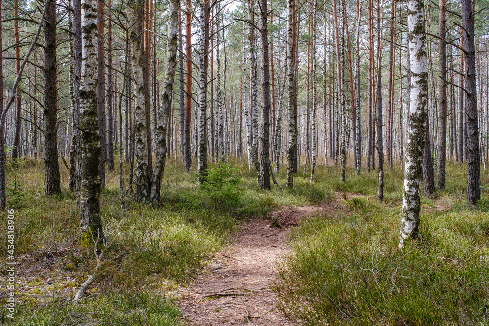 Fototapeta premium tree trunk wall on the side of the field