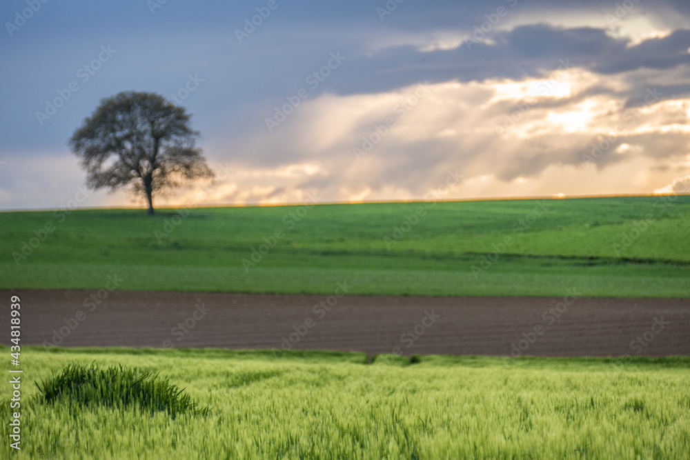 Obraz premium Bäume im Feld im Frühjahr